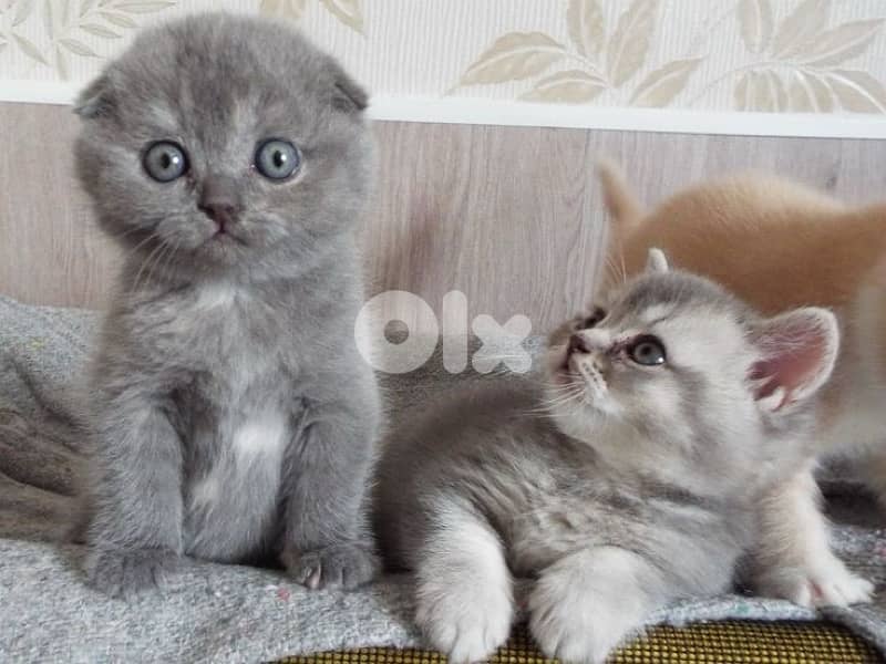 scottish beautiful 6