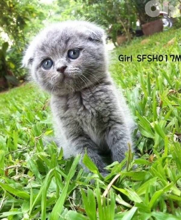 scottish beautiful 7