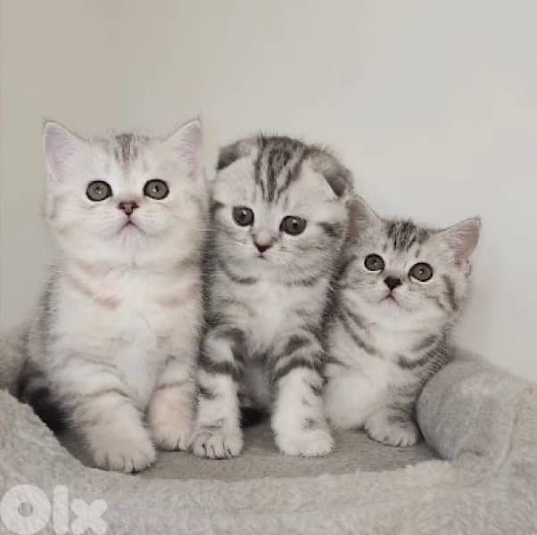 scottish beautiful 8