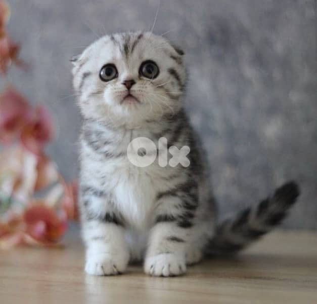 scottish beautiful 9