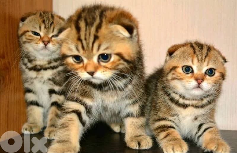 scottish beautiful 10