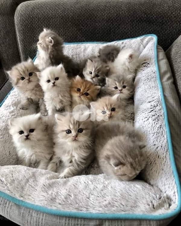 scottish beautiful 11