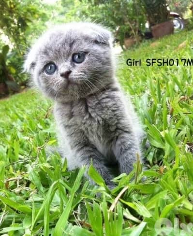 scottish and british