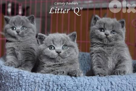 scottish and british