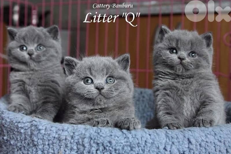 scottish and british 2