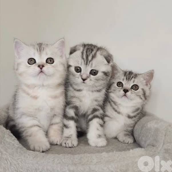 scottish and british 4