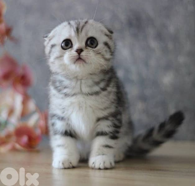 scottish and british 5