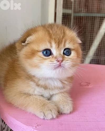 scottish gold for contact 70485808