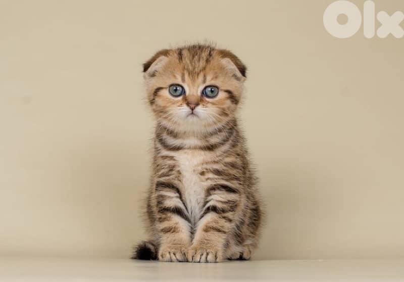 scottish gold for contact 70485808 1