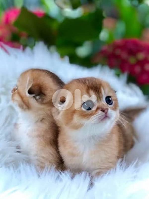 scottish gold for contact 70485808 2