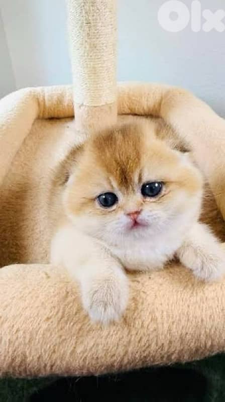 scottish gold for contact 70485808 3