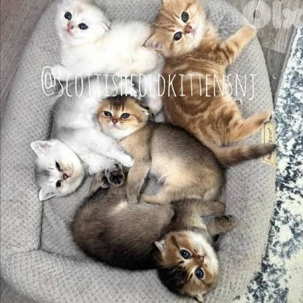 scottish gold for contact 70485808 4