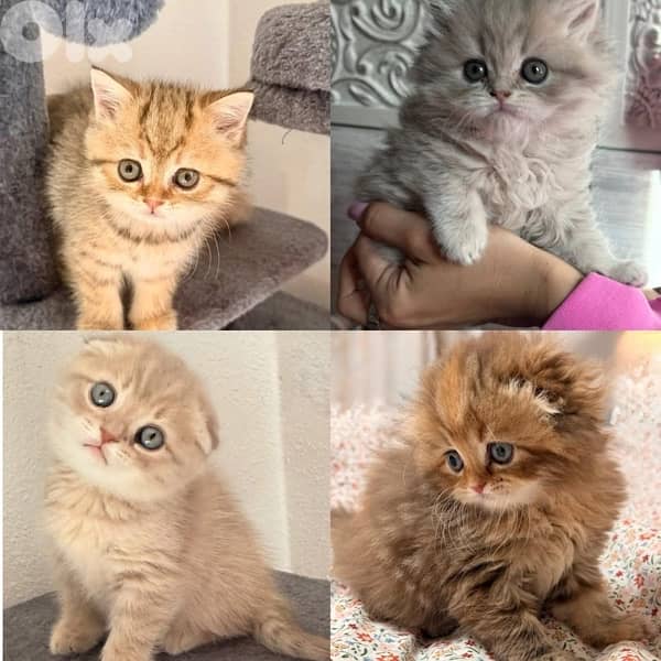 scottish gold for contact 70485808 5