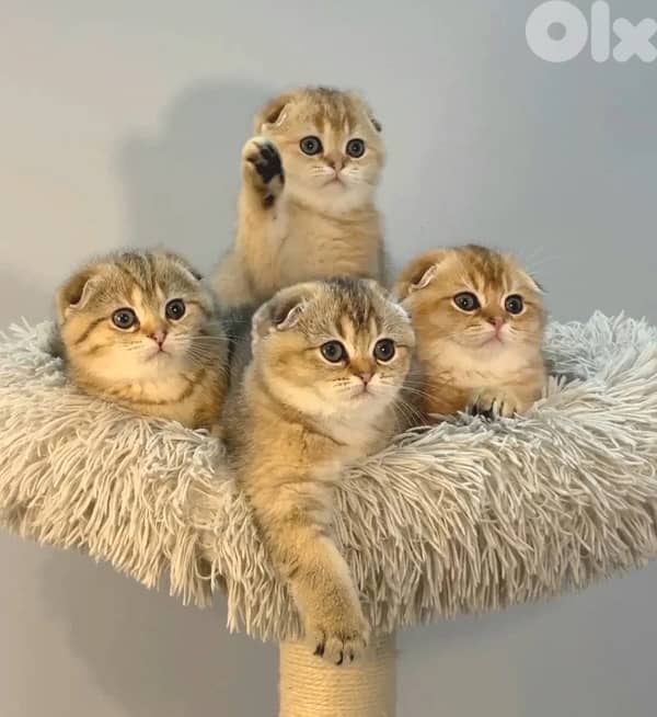 scottish gold for contact 70485808 6