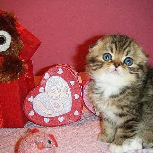 scottish gold for contact 70485808 7