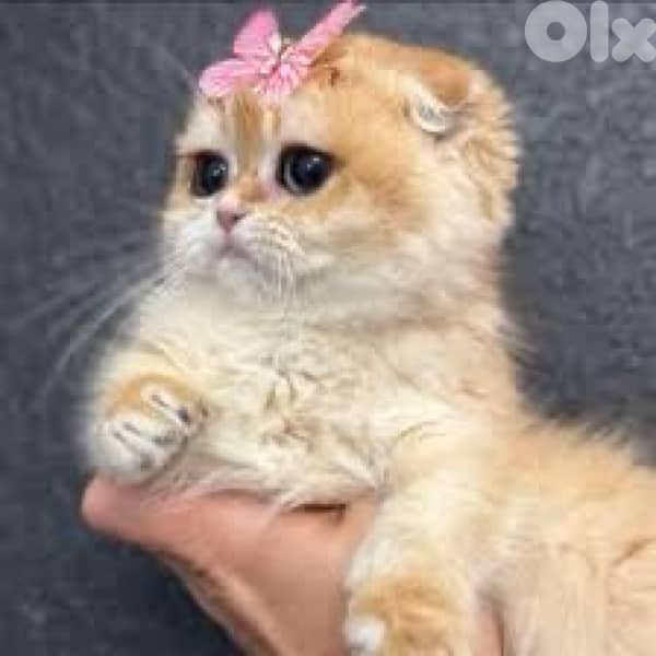 scottish gold for contact 70485808 9