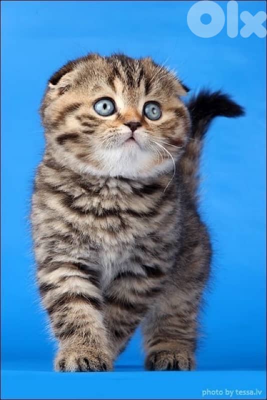 scottish gold for contact 70485808 10