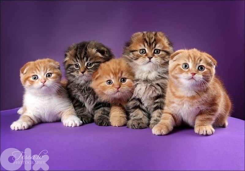 scottish gold for contact 70485808 11