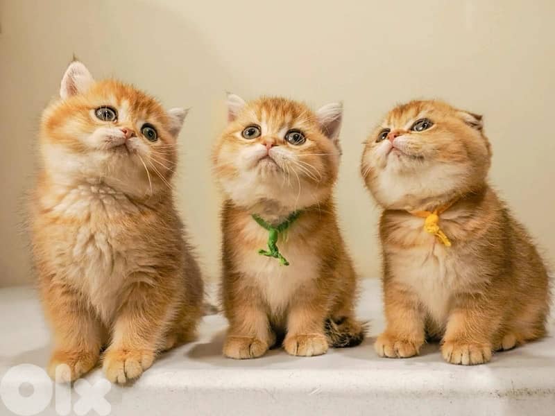 scottish gold for contact 70485808 13