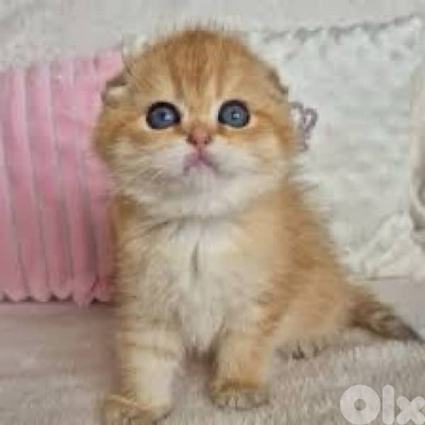 scottish gold for contact 70485808 14