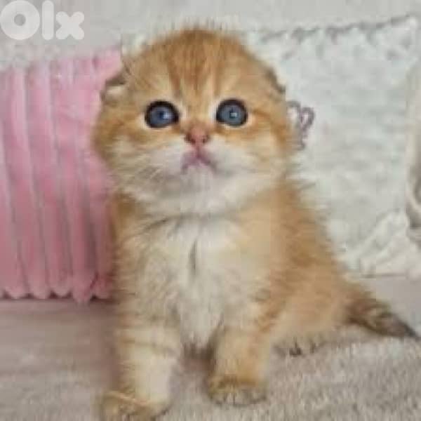 scottish gold for contact 70485808 15