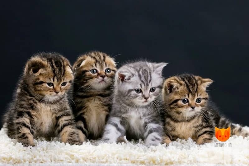 scottish gold for contact 70485808 16