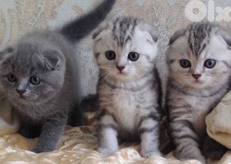 scottish gold for contact 70485808 17