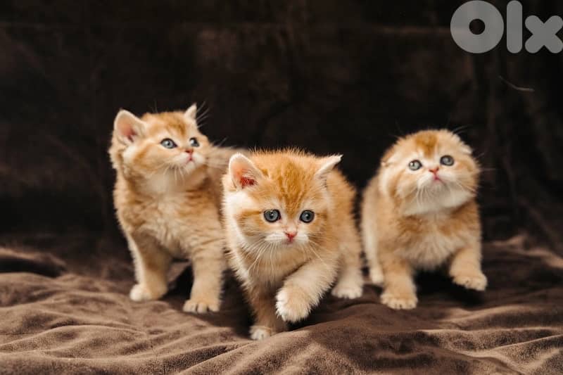 scottish gold for contact 70485808 18