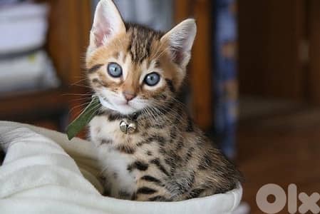 imported bengal kitten