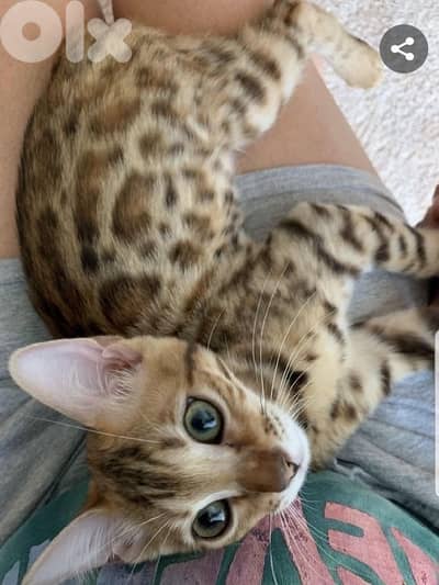 Imported Bengal