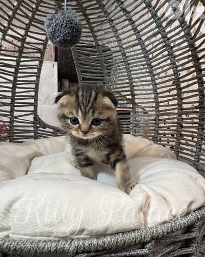 Scottish Black Golden Chinchilla kitten