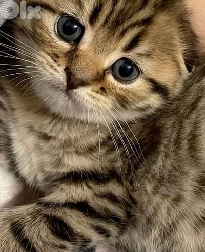 Scottish Black Chinchilla kitten