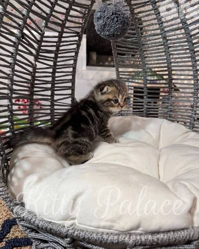 Black Golden Chinchilla kitten scottish