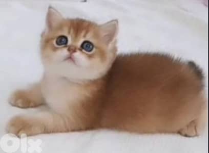 Scottish gold chinchella