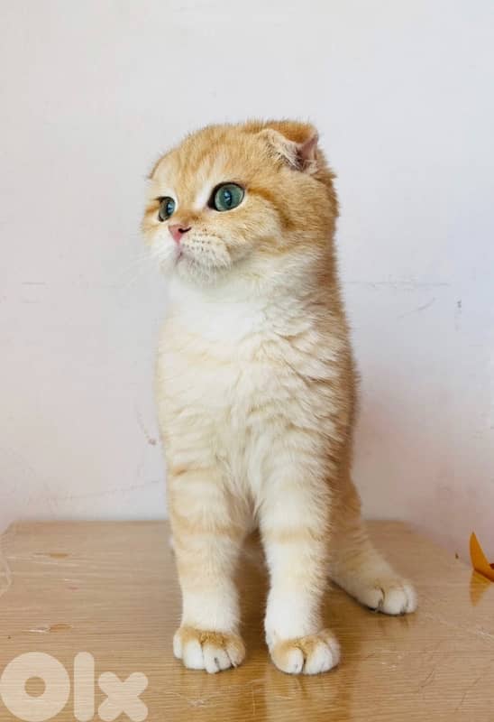 Scottish gold chinchella 1