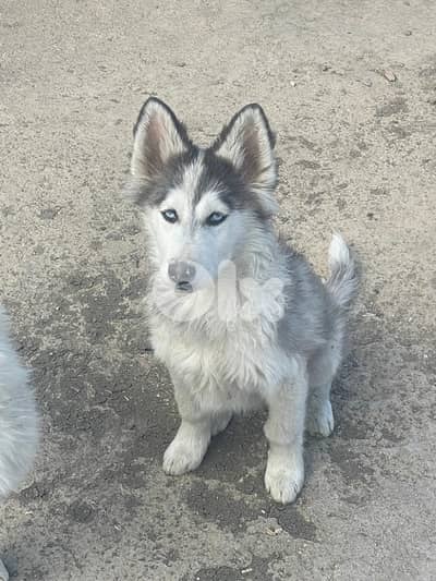 siberian husky , pure breed