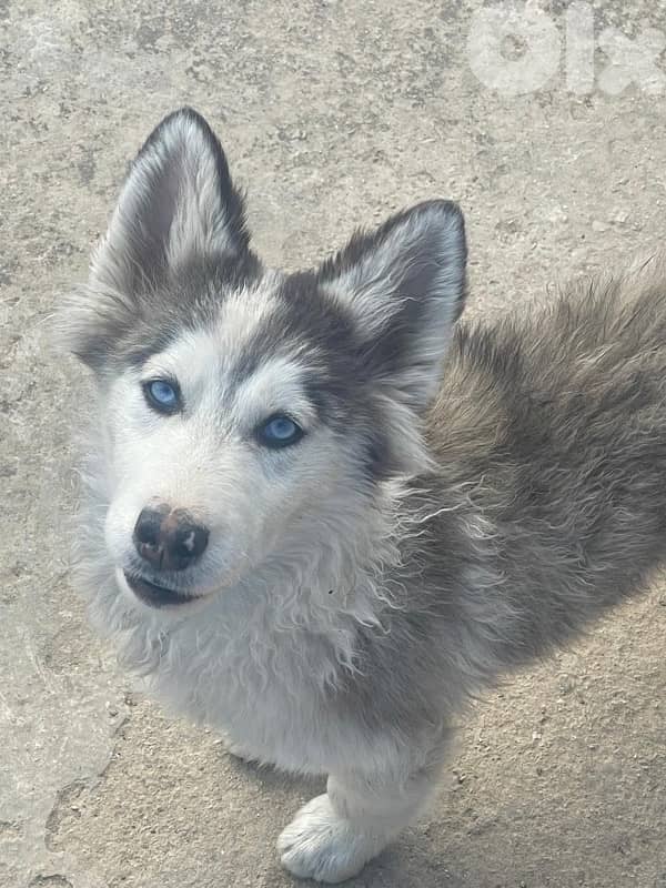 siberian husky , pure breed 1