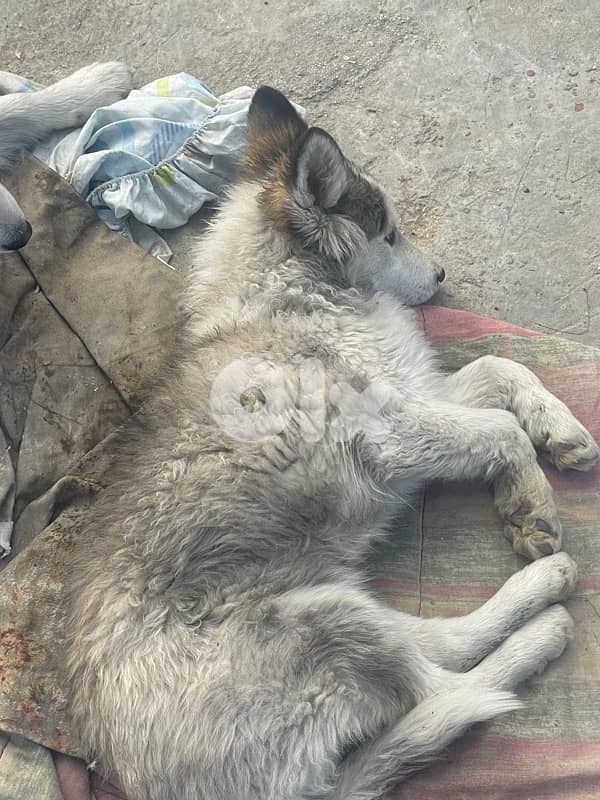 siberian husky , pure breed 2