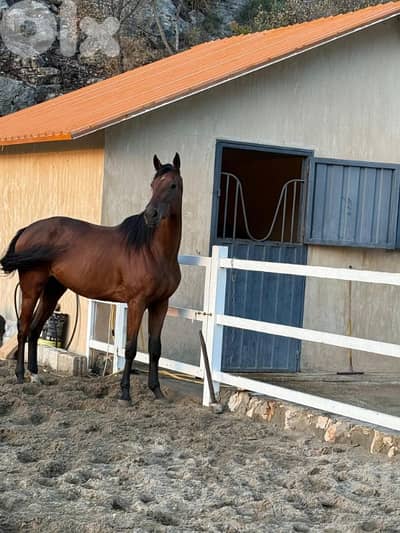 Horse - Thoroughbred Mare