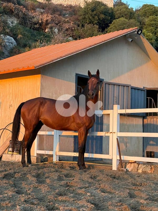 Horse - Thoroughbred Mare 1