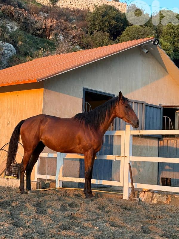 Horse - Thoroughbred Mare 2