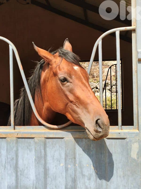 Horse - Thoroughbred Mare 3