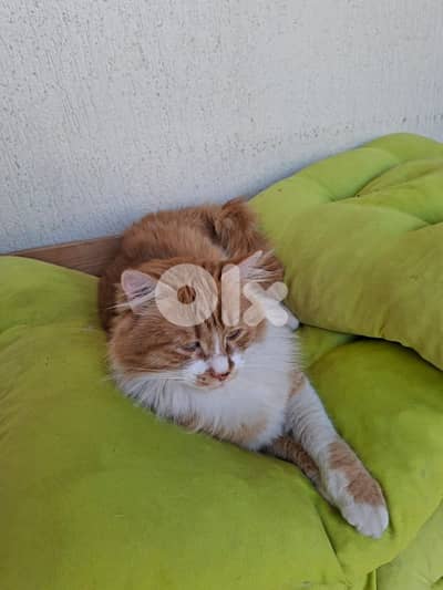 Tabby Cat for Adoption