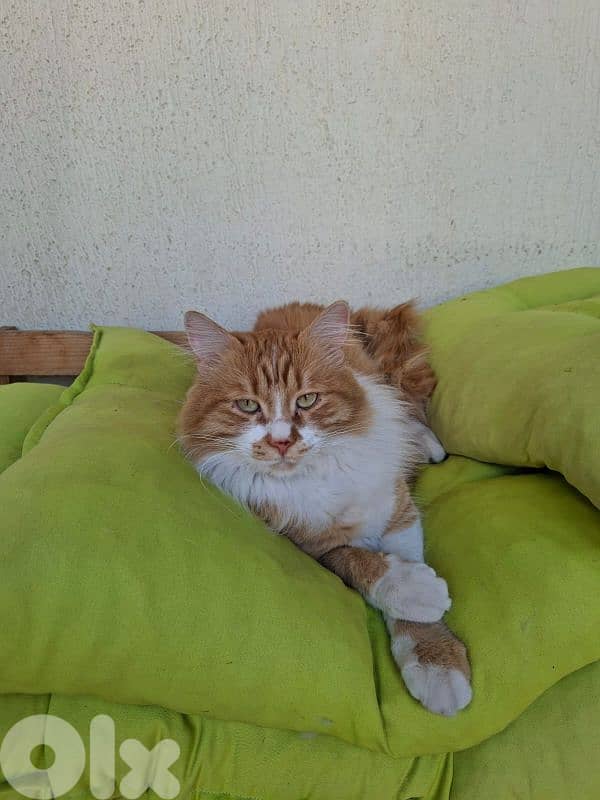 Tabby Cat for Adoption 1