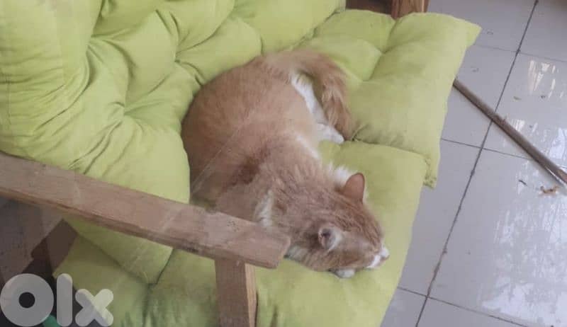 Tabby Cat for Adoption 2