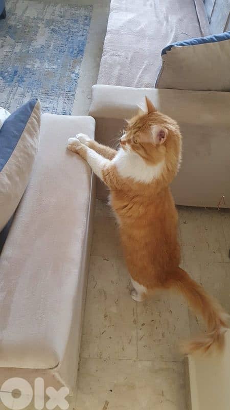 Tabby Cat for Adoption 3