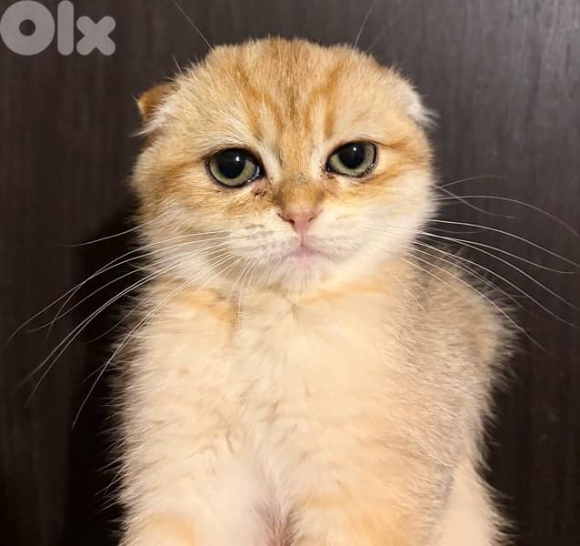 scotish Golden Chinchilla kitten ( cat ) 1