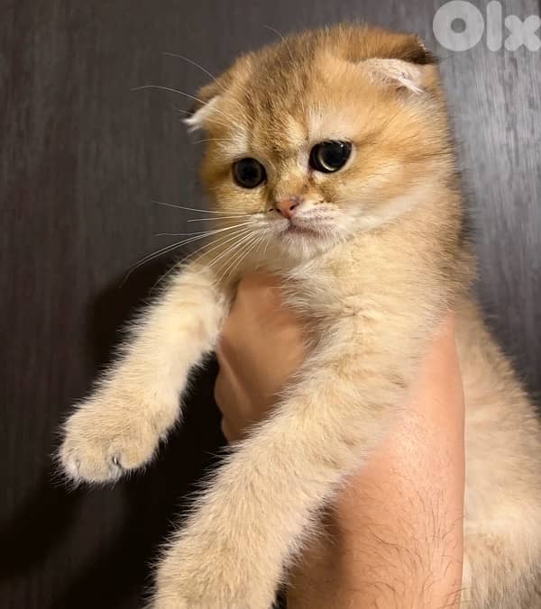 scotish Golden Chinchilla kitten ( cat ) 2