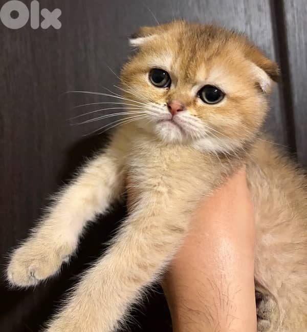 scotish Golden Chinchilla kitten ( cat ) 3