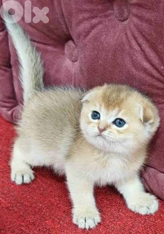 scotish Golden Chinchilla kitten ( cat ) 4